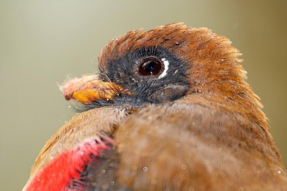 enmascarado Hembra (Trogon personatus)